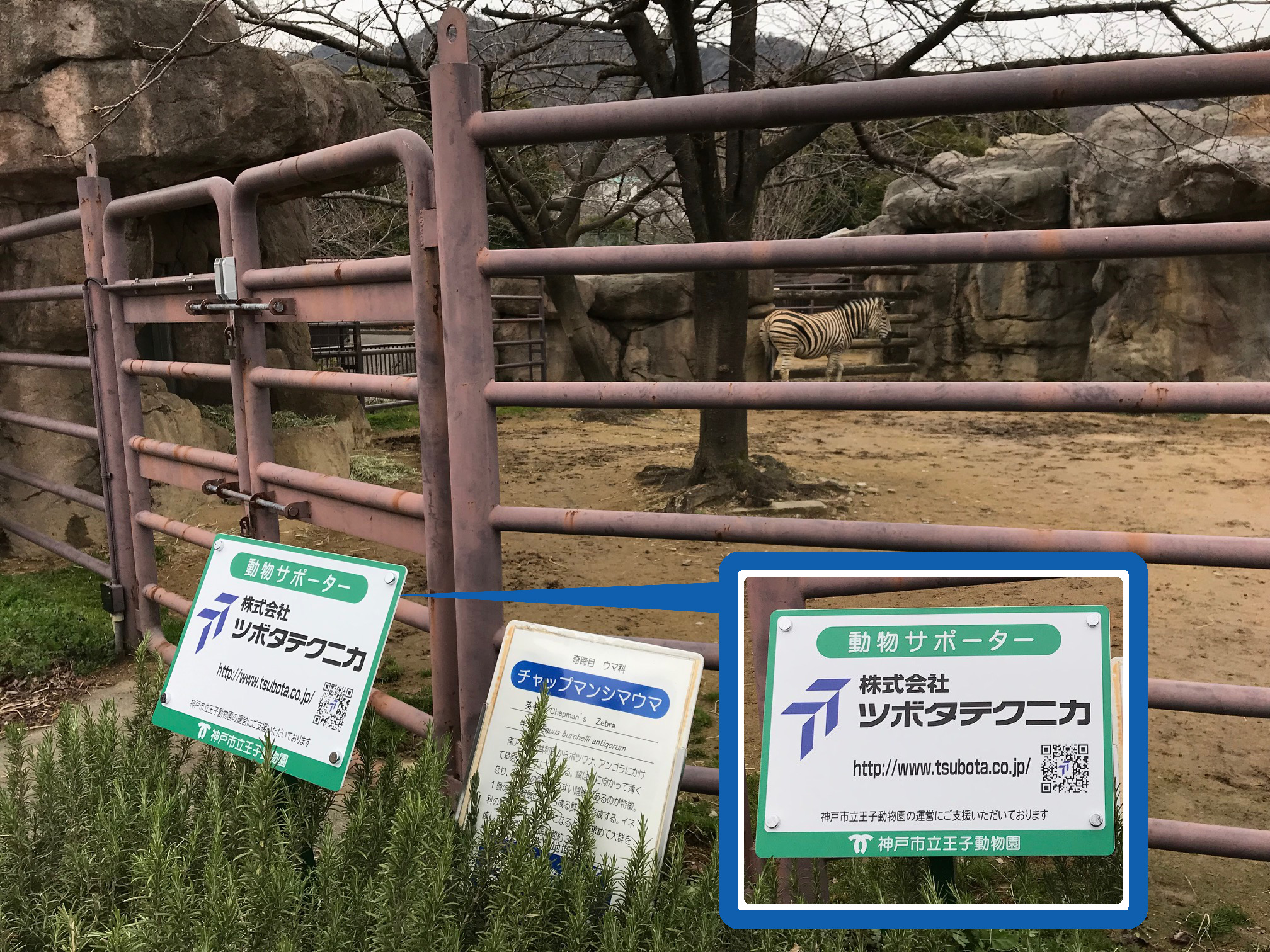 サポーター看板とシマウマ